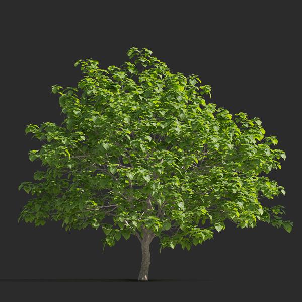 درخت جوالدوز